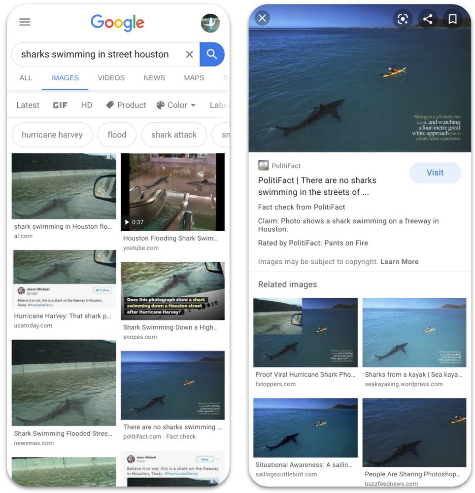 Requin Google Images Requin Google Images