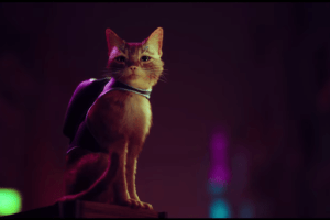 "Stray" "Stray"