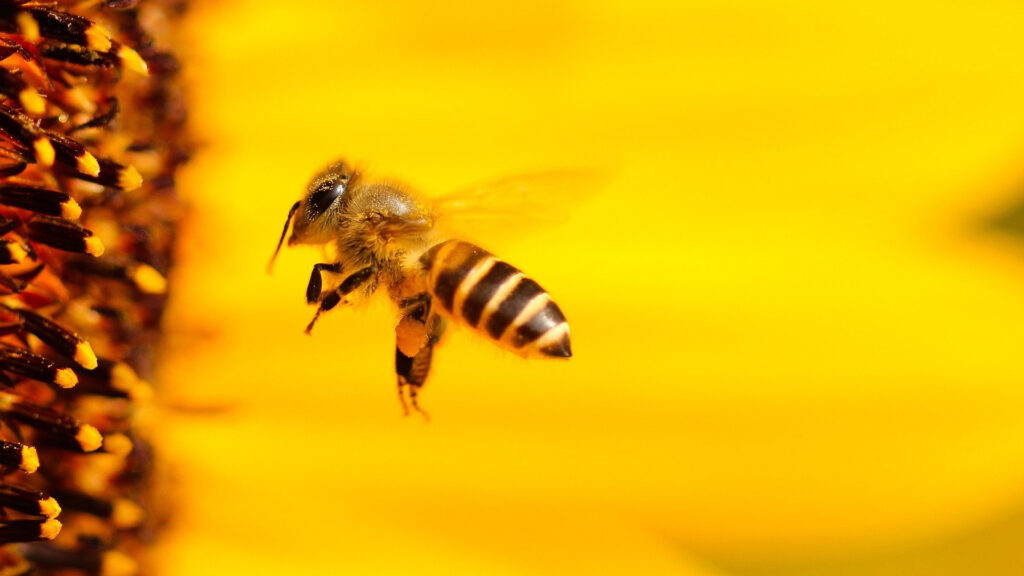Le nom de Bumble fait référence aux abeilles. // Source : Pixabay (photo recadrée) Le nom de Bumble fait référence aux abeilles. // Source : Pixabay (photo recadrée)