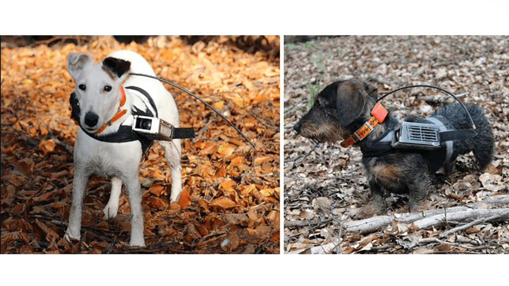 Les chiens ont été équipés de GPS et de caméras pour les besoins de l'expérience. // Source : eLife Les chiens ont été équipés de GPS et de caméras pour les besoins de l'expérience. // Source : eLife