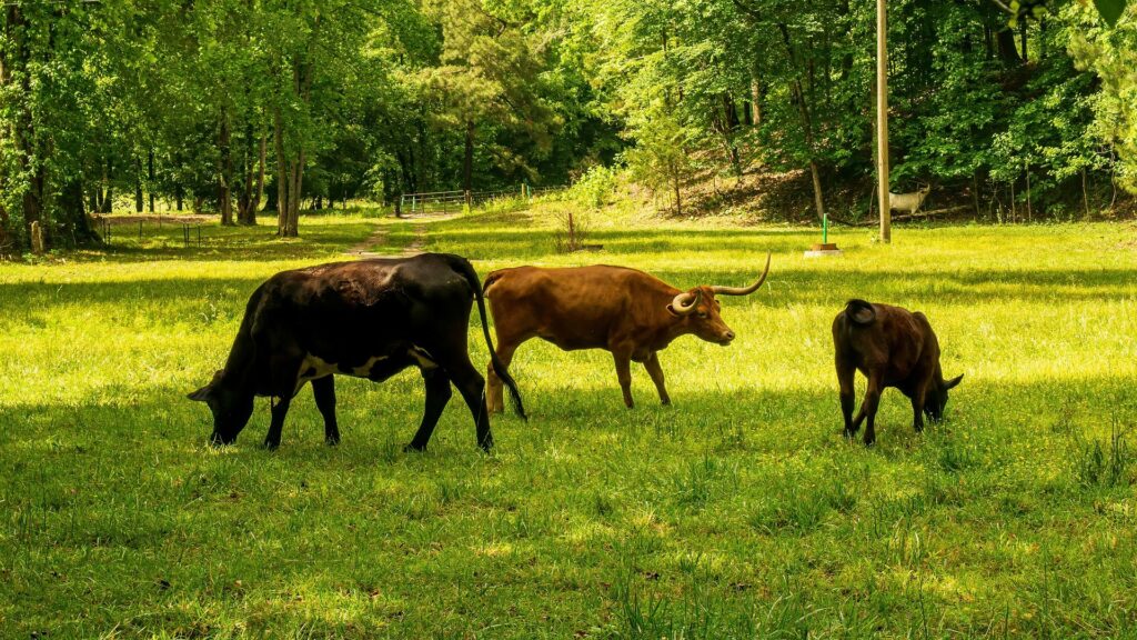 L'agriculture est une cause importante des émissions de méthane. La façon dont les animaux sont nourris en est l'une des raisons. // Source : Pixabay L'agriculture est une cause importante des émissions de méthane. La façon dont les animaux sont nourris en est l'une des raisons. // Source : Pixabay