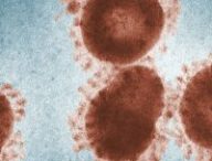Le vaccin est conçu à partir d'un coronavirus de chimpanzé modifié avec une protéine du coronavirus SARS-CoV-2. // Source : Pexels
