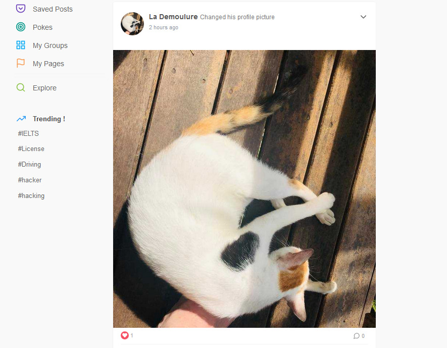Une photo de chat comme une autre sur Connect, un réseau social du Dark Web // Source : Capture d'écran Numerama Une photo de chat comme une autre sur Connect, un réseau social du Dark Web // Source : Capture d'écran Numerama