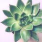 Une plante verte. // Source : Pexels (photo recadrée) Une plante verte. // Source : Pexels (photo recadrée)