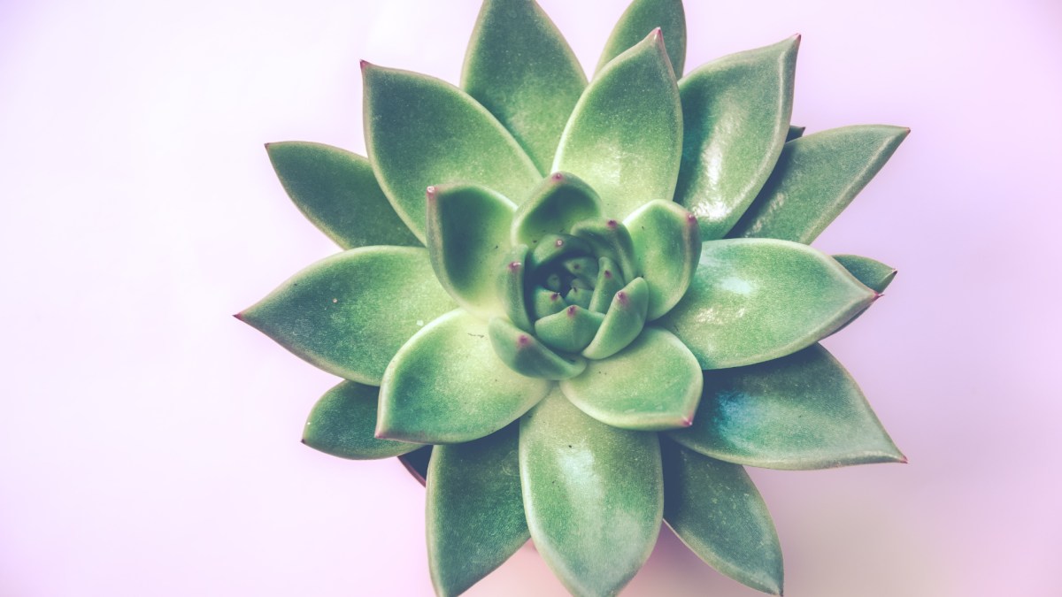 Une plante verte. // Source : Pexels (photo recadrée) Une plante verte. // Source : Pexels (photo recadrée)