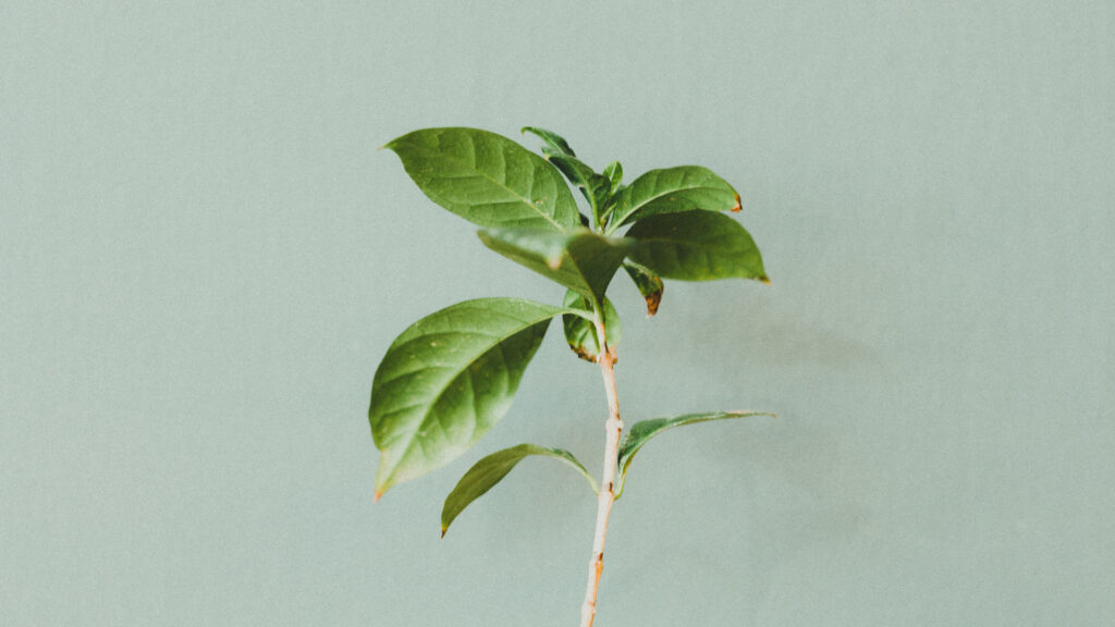 Une plante aux feuilles vertes. // Source : Pexels (photo recadrée) Une plante aux feuilles vertes. // Source : Pexels (photo recadrée)