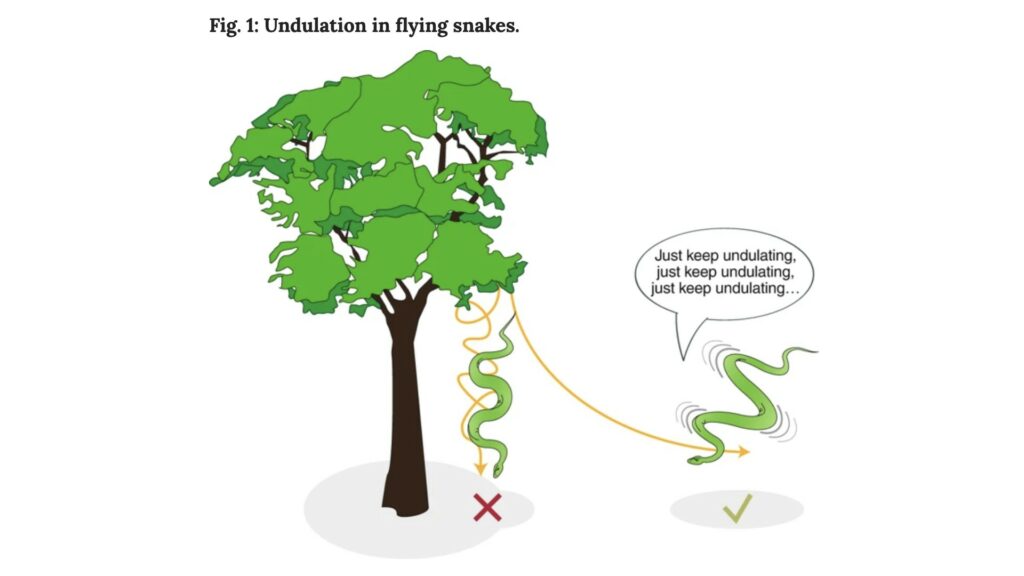 « Continue d'onduler... » : à gauche, les ondulations ne permettent pas au serpent de voler, quand à droite, oui. // Source : Nature Physics / Jim Usherwood « Continue d'onduler... » : à gauche, les ondulations ne permettent pas au serpent de voler, quand à droite, oui. // Source : Nature Physics / Jim Usherwood