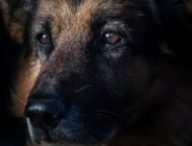 Berger allemand // Source : Pexels
