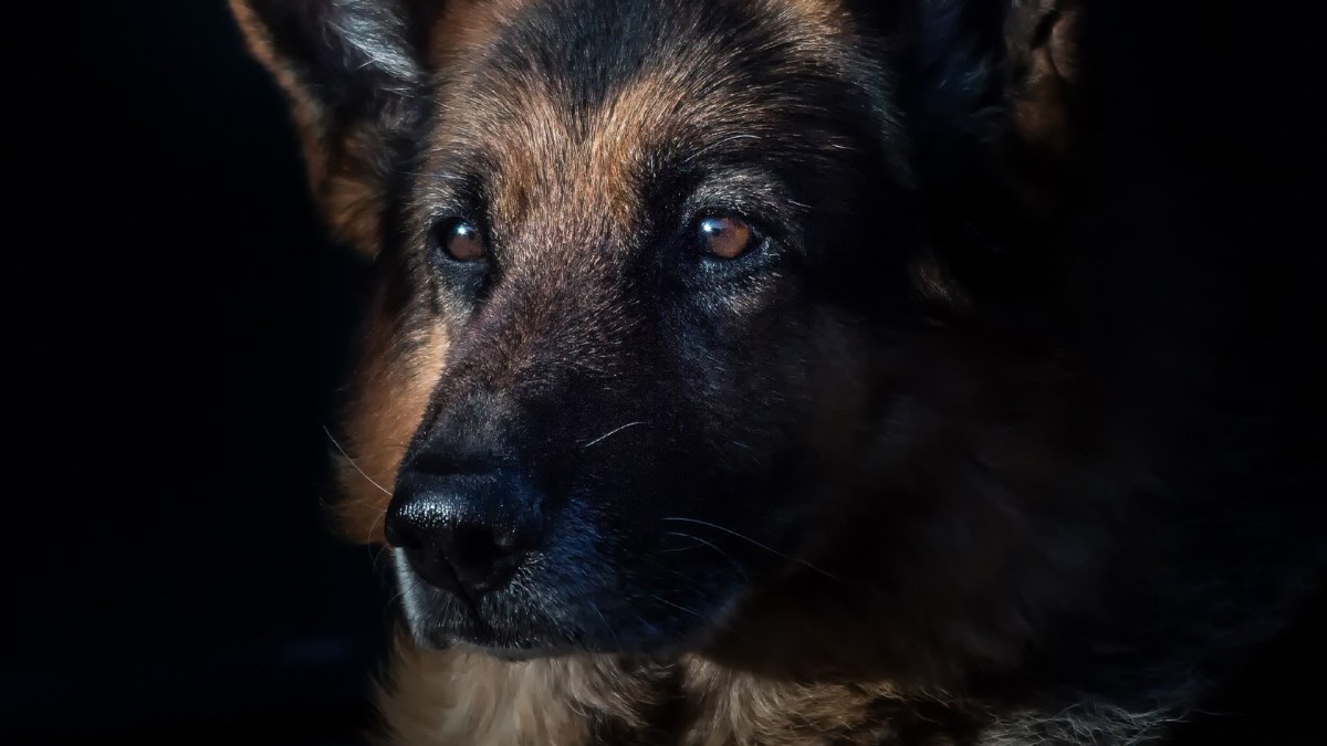 Berger allemand // Source : Pexels Berger allemand // Source : Pexels