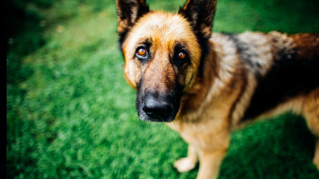 Buddy était un berger allemand. Ses symptômes étaient typiques de sa maladie chez les chiens, la leucémie. // Source : Pexels Buddy était un berger allemand. Ses symptômes étaient typiques de sa maladie chez les chiens, la leucémie. // Source : Pexels