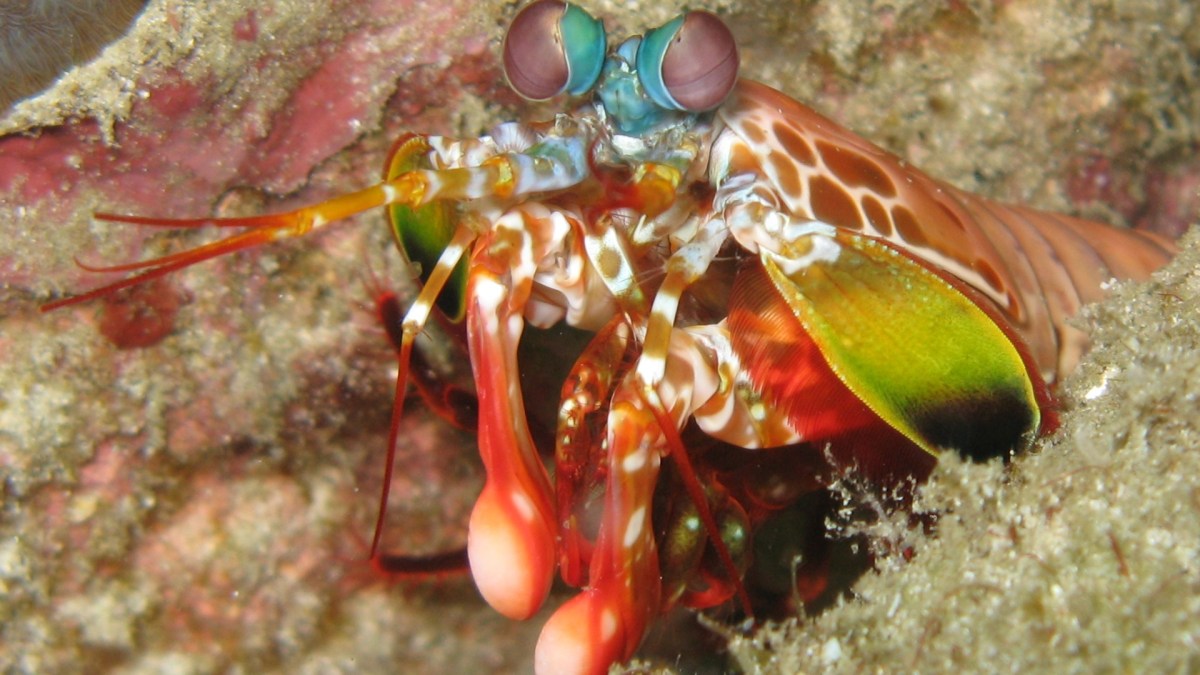 Crevette-Mante. // Source : Silke Baron / Wikimedia Crevette-Mante. // Source : Silke Baron / Wikimedia