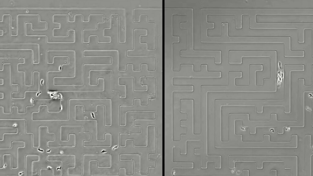 Les amibes ont pu se repérer dans toutes sortes de labyrinthes. // Source : Tweedy & al. / Science Les amibes ont pu se repérer dans toutes sortes de labyrinthes. // Source : Tweedy & al. / Science