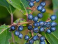 Fruits du laurentin. // Source : Wikimedia/Bernard Dupont