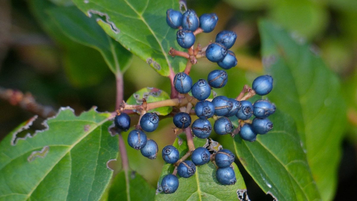 Fruits du laurentin. // Source : Wikimedia/Bernard Dupont Fruits du laurentin. // Source : Wikimedia/Bernard Dupont