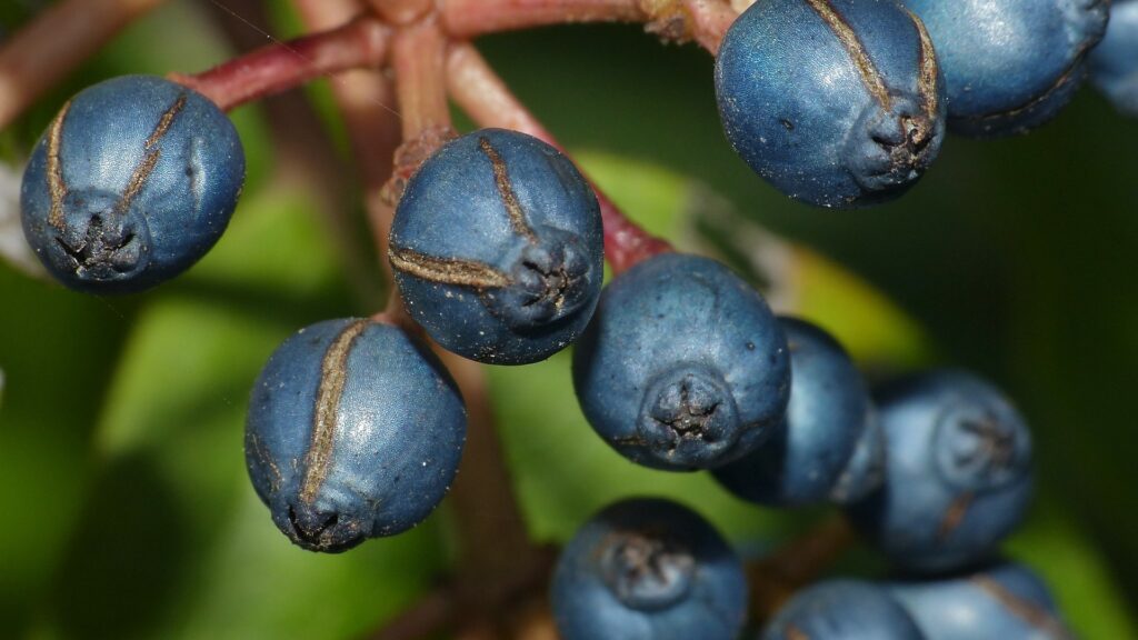 Ces fruits ont une couleur bleu métallique qui ne s'explique pas par un pigment bleu. // Source : Wikimedia / Bernard Dupont Ces fruits ont une couleur bleu métallique qui ne s'explique pas par un pigment bleu. // Source : Wikimedia / Bernard Dupont