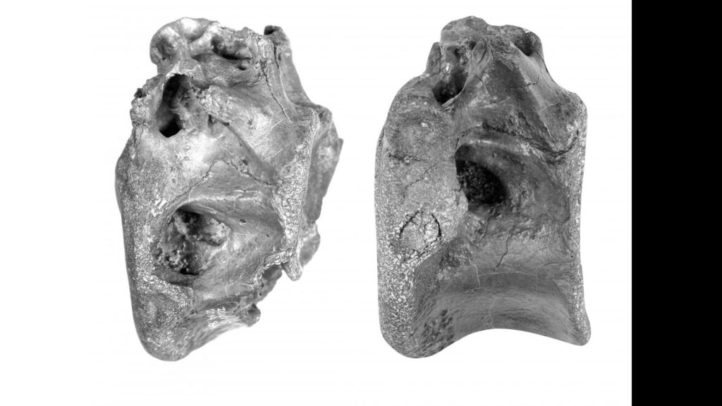 Deux des os découverts. // Source : University of Southampton Deux des os découverts. // Source : University of Southampton