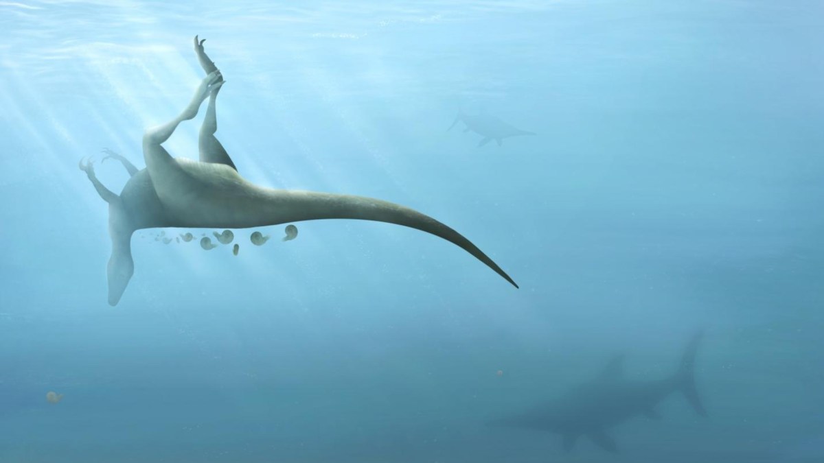 Représentation artistique du Vectaerovenator inopinus, théropode nouvellement découvert. // Source : Trudie Wilson / University of Southampton Représentation artistique du Vectaerovenator inopinus, théropode nouvellement découvert. // Source : Trudie Wilson / University of Southampton
