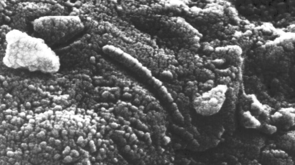 Vue de la météorite ALH84001 au microscope. // Source : Flickr/CC/Nasa Johnson (photo recadrée) Vue de la météorite ALH84001 au microscope. // Source : Flickr/CC/Nasa Johnson (photo recadrée)