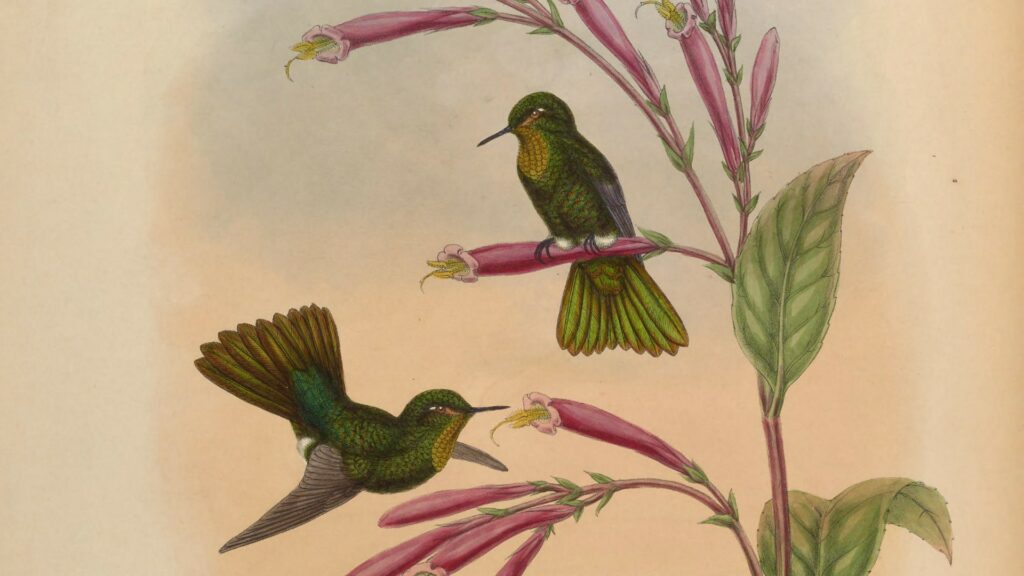 Le Métallure phébé (monographie). // Source : John Gould, domaine public Le Métallure phébé (monographie). // Source : John Gould, domaine public