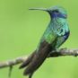 Un colibri. // Source : Pixabay Un colibri. // Source : Pixabay