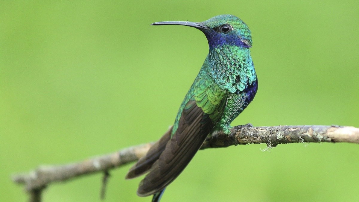 Un colibri. // Source : Pixabay Un colibri. // Source : Pixabay