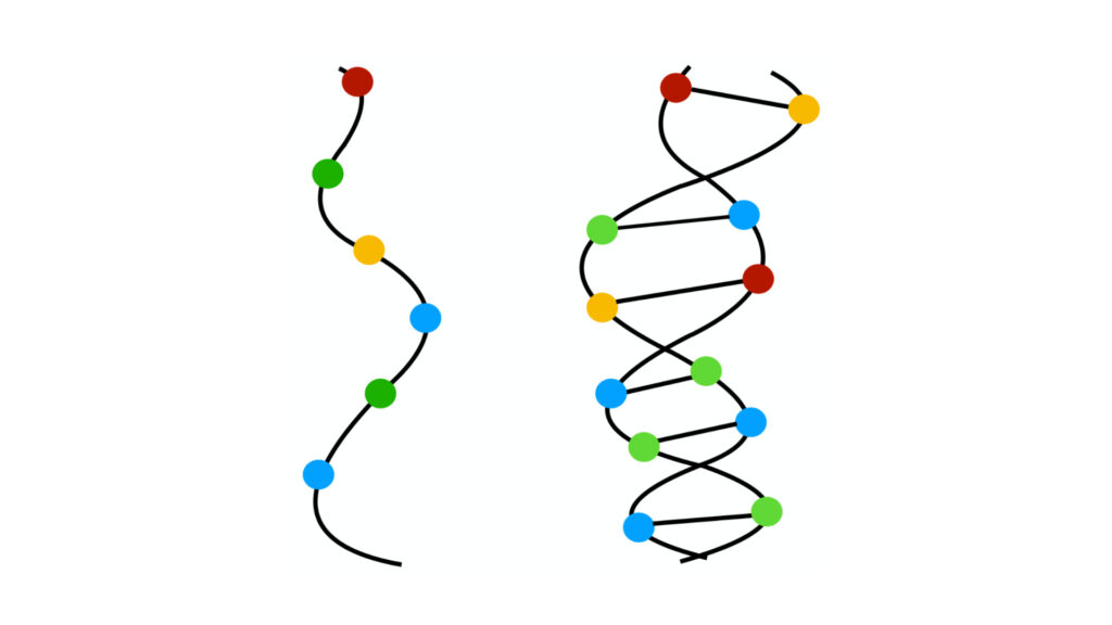 Les « colliers cosmiques » représentés dans l'étude. // Source : Letters in High Energy Physics Les « colliers cosmiques » représentés dans l'étude. // Source : Letters in High Energy Physics