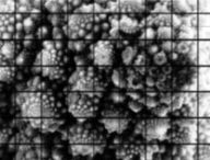 Une des images prises par la caméra du télescope. // Source : Observatoire Vera-C.-Rubin
