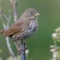oiseau chanteur // Source : Betsy Matsubara/Flickr (CC BY 2.0) oiseau chanteur // Source : Betsy Matsubara/Flickr (CC BY 2.0)