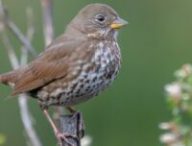 oiseau chanteur // Source : Betsy Matsubara/Flickr (CC BY 2.0)