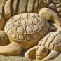 Tortues // Source : Pixabay Tortues // Source : Pixabay