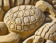 Tortues // Source : Pixabay