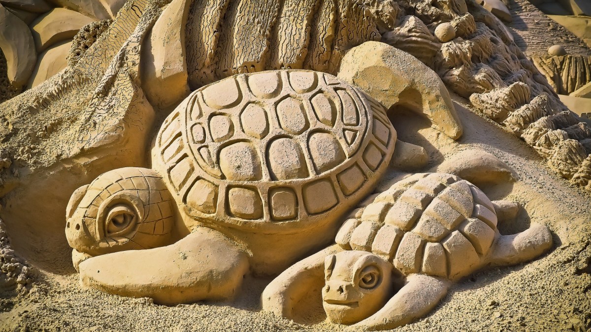 Tortues // Source : Pixabay Tortues // Source : Pixabay
