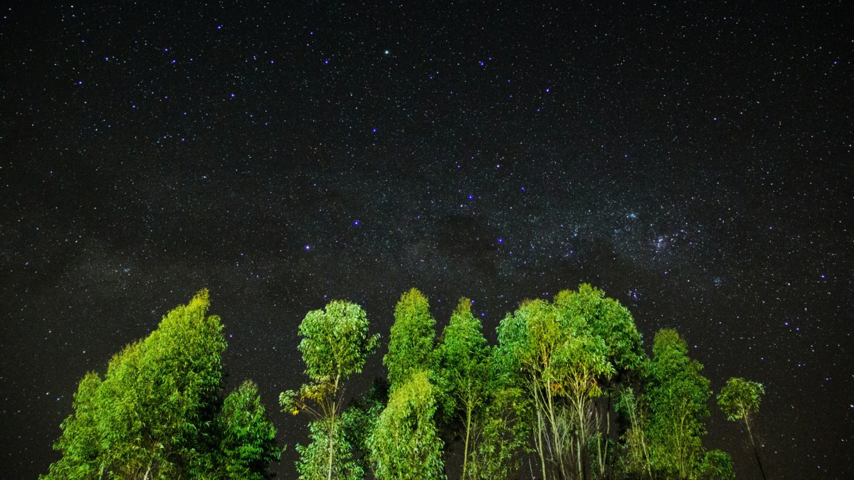 Arbres et ciel étoilé. // Source : Pexels/Matheus Bertelli (photo recadrée) Arbres et ciel étoilé. // Source : Pexels/Matheus Bertelli (photo recadrée)