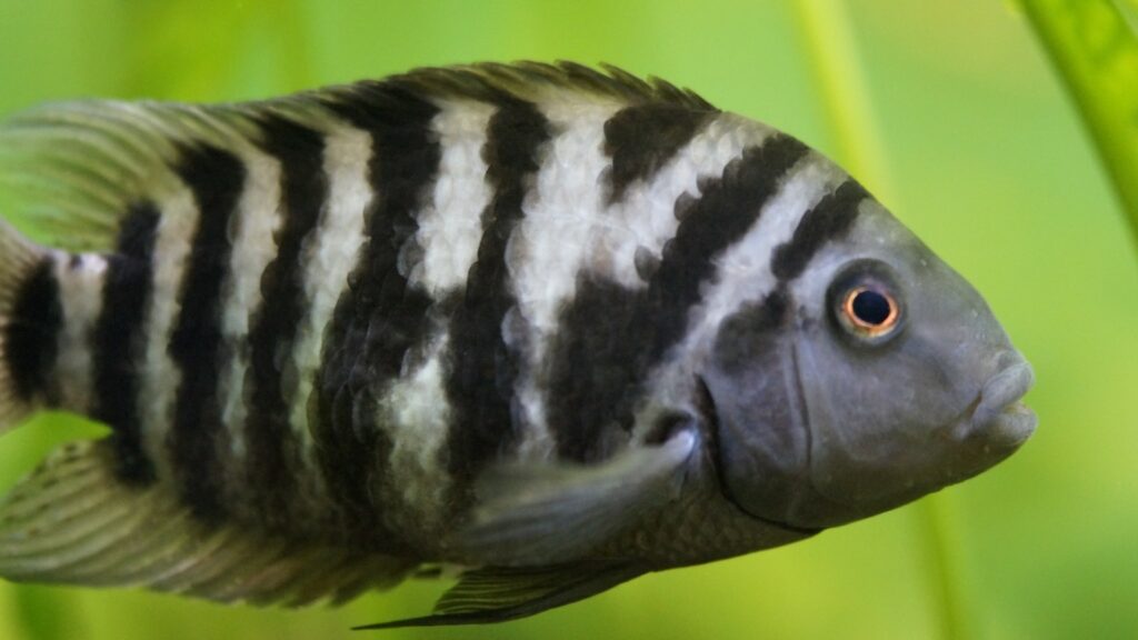 Un poisson-zèbre, avec qui nous partageons les deux tiers du code génétique. // Source : PxHere Un poisson-zèbre, avec qui nous partageons les deux tiers du code génétique. // Source : PxHere