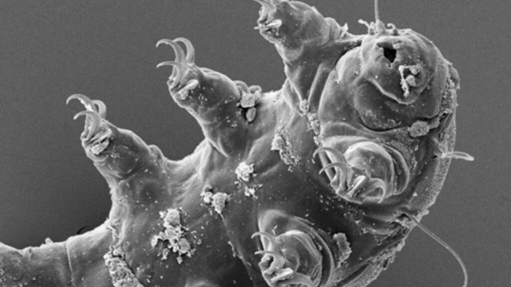 Tardigrade. // Source : ESA Tardigrade. // Source : ESA