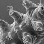 Tardigrade. // Source : ESA