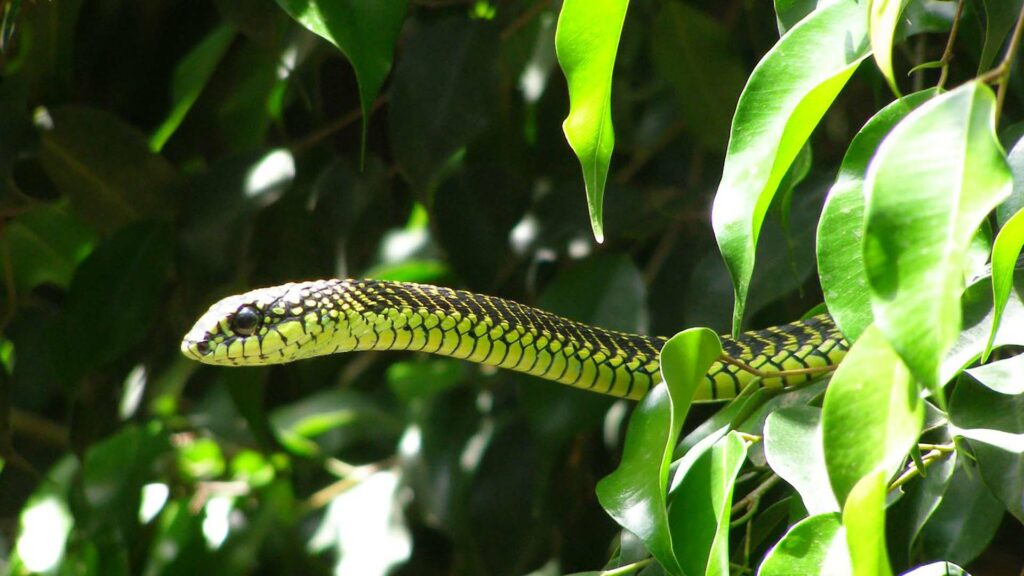 Boomslang serpent Boomslang serpent