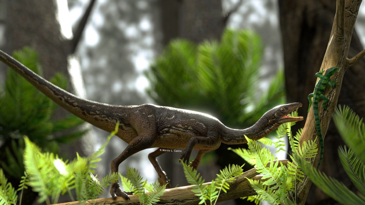 Le dinosaure Buriolestes schultzi. // Source : Márcio L. Castro Le dinosaure Buriolestes schultzi. // Source : Márcio L. Castro