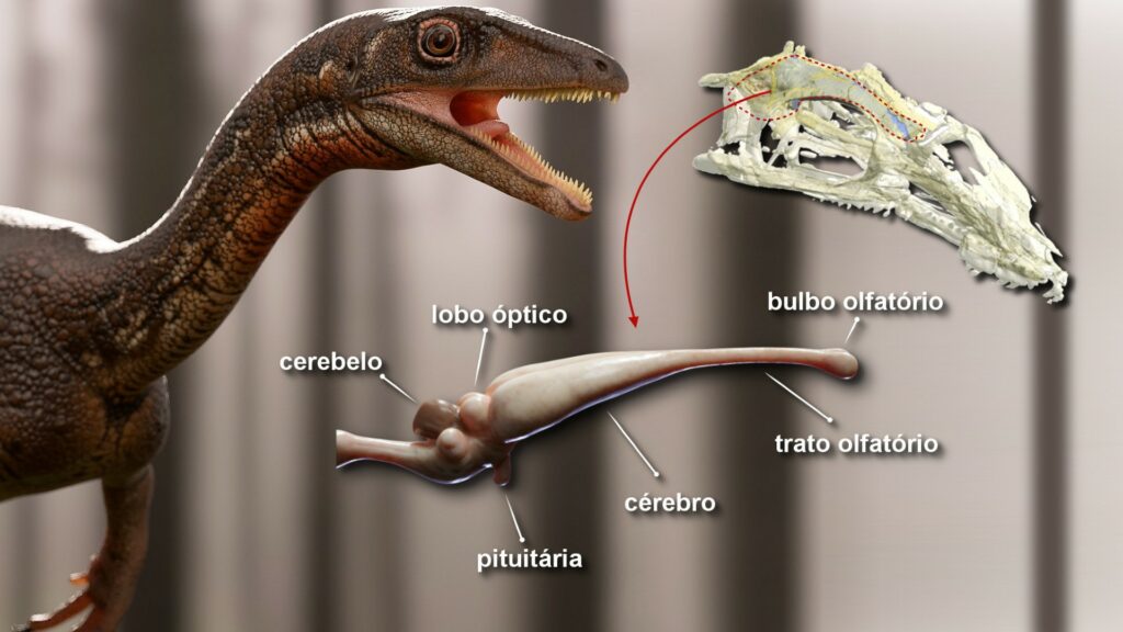 La reconstitution 3D du cerveau de ce dinosaure. // Source : Márcio L. Castro La reconstitution 3D du cerveau de ce dinosaure. // Source : Márcio L. Castro