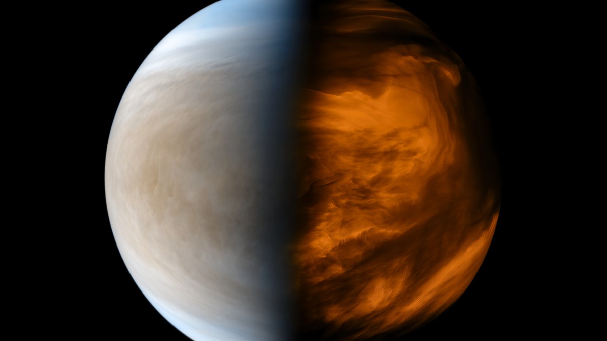 Vénus. // Source : Flickr/CC/Kevin Gill (photo recadrée et modifiée) Vénus. // Source : Flickr/CC/Kevin Gill (photo recadrée et modifiée)