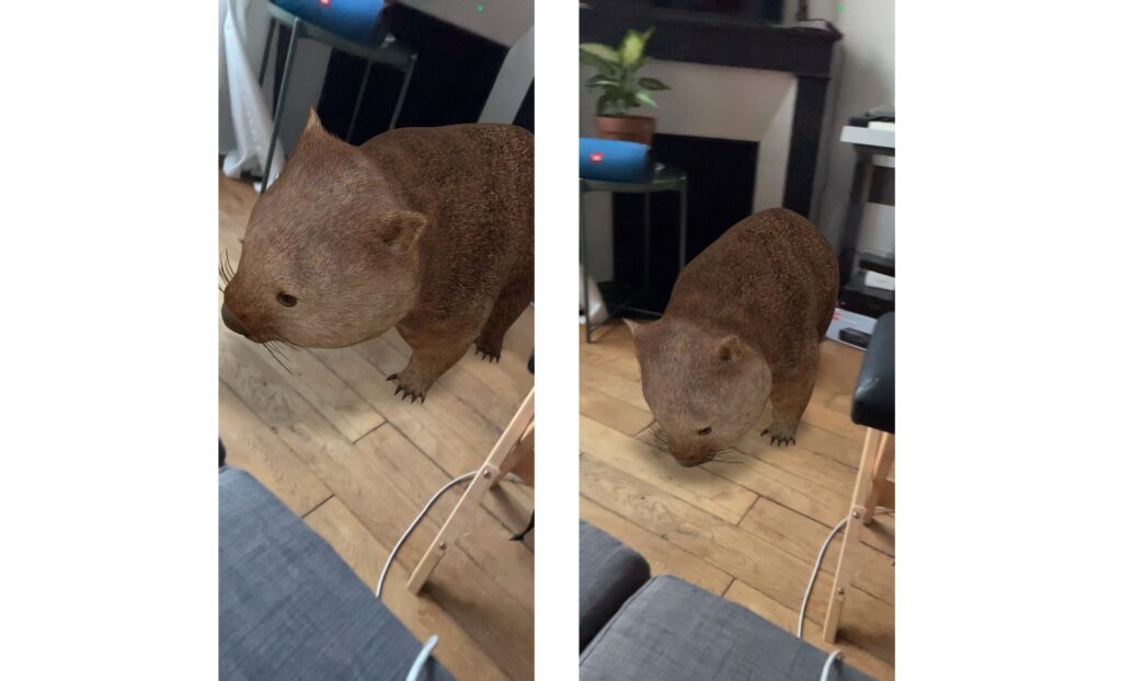 Un wombat dans votre salon ? C'est possible et c'est merveilleux // Source : Marie Turcan pour Numerama Un wombat dans votre salon ? C'est possible et c'est merveilleux // Source : Marie Turcan pour Numerama
