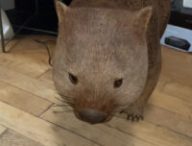 Un wombat dans votre salon, c'est possible et c'est merveilleux. // Source : Marie Turcan pour Numerama