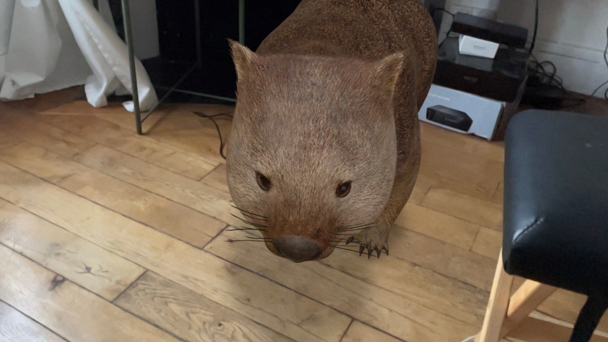 Un wombat dans votre salon, c'est possible et c'est merveilleux. // Source : Marie Turcan pour Numerama Un wombat dans votre salon, c'est possible et c'est merveilleux. // Source : Marie Turcan pour Numerama