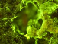 Sphingomonas desiccabilis. // Source : Rosa Santomartino, UK Centre for Astrobiology/University of Edinburgh