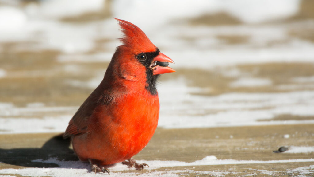 Cardinal rouge Cardinal rouge