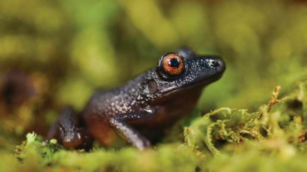 « Devil Eyes Frog », une espèce de grenouille que l'on avait pas vu depuis 20 ans, et que l'on croyait éteinte.. // Source : Steffen Reichle « Devil Eyes Frog », une espèce de grenouille que l'on avait pas vu depuis 20 ans, et que l'on croyait éteinte.. // Source : Steffen Reichle