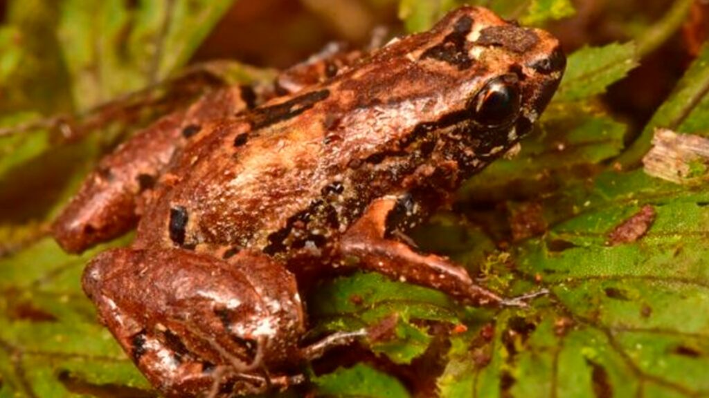 « Liliputian frog », nouvelle espèce de grenouille mesurant 1 cm. // Source : Trond Larsen « Liliputian frog », nouvelle espèce de grenouille mesurant 1 cm. // Source : Trond Larsen