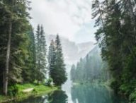 Une forêt // Source : Luca Bravo / Unsplash