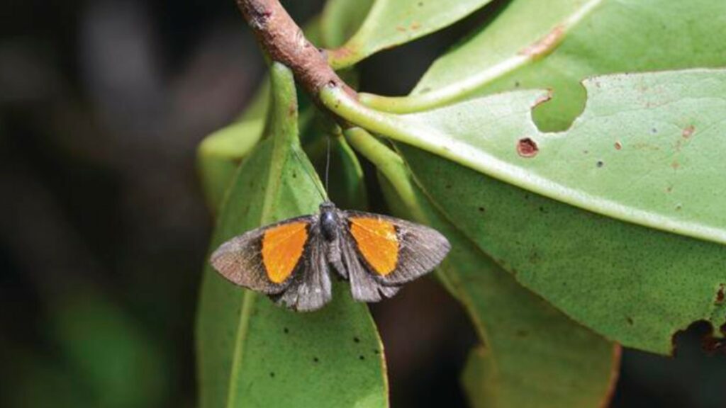 Nouvelle espèce de papillon découverte près de La Paz. // Source : Fernando Guerra Nouvelle espèce de papillon découverte près de La Paz. // Source : Fernando Guerra
