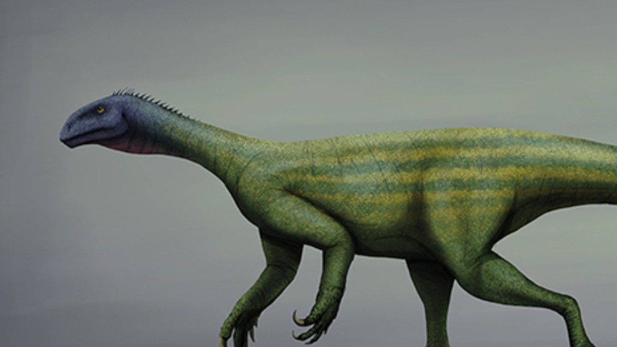 Thecodontosaurus. // Source : Mario Lanzas Thecodontosaurus. // Source : Mario Lanzas